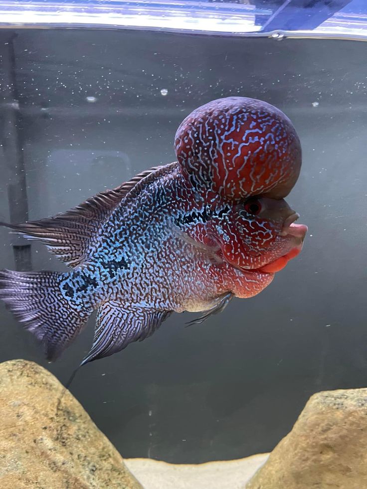 Flowerhorn Kamfa Flower Horn Fish, Flowerhorn Fish, Aquarium Live Wallpaper, Cichlid Fish, Fish Keeping, Indian Flag Wallpaper, Aquatic Creatures, Flag Wallpaper, African Cichlids