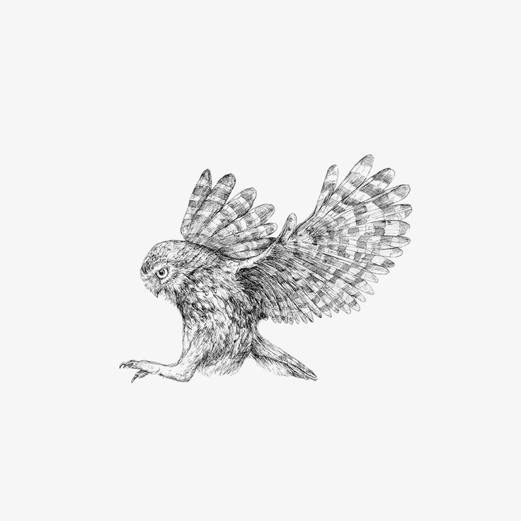 a drawing of an owl with its wings spread