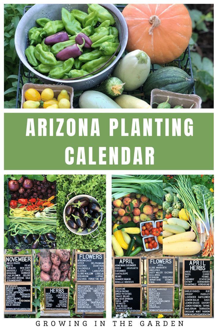 several different types of vegetables and fruits in the garden with text overlay that reads,'perpetual planting & harvest calendar '