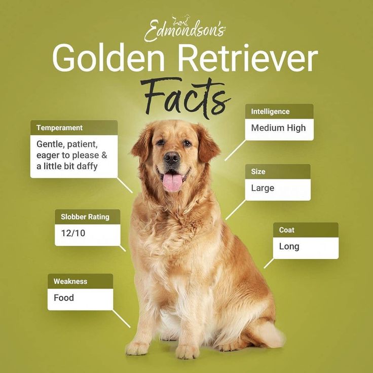 the golden retriever is labeled with its features