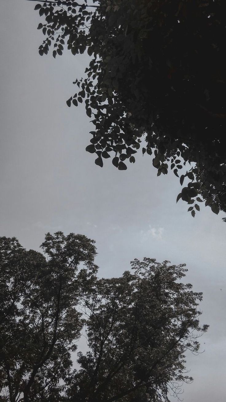 an airplane is flying over some trees in the sky on a cloudy day with no clouds