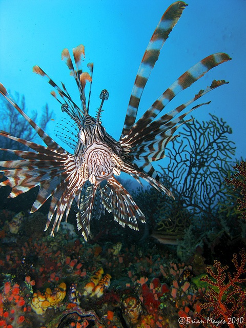 a lionfish swims in the ocean with corals and seaweed around it