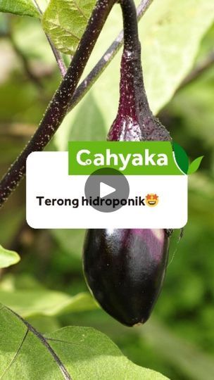 an eggplant hanging from a tree with the words cahyka on it