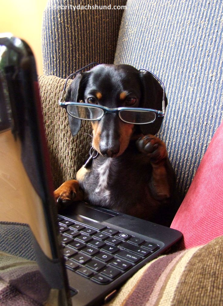 a dog wearing glasses sitting on a couch with a laptop