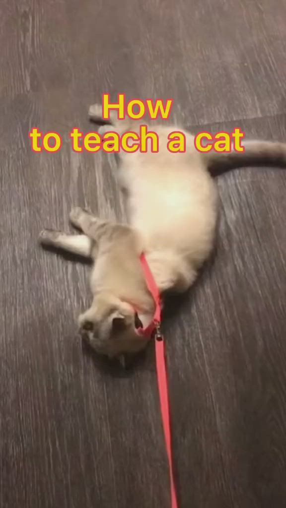 a cat is laying on the floor with its leash around it's neck and has text that reads, how to teach a cat