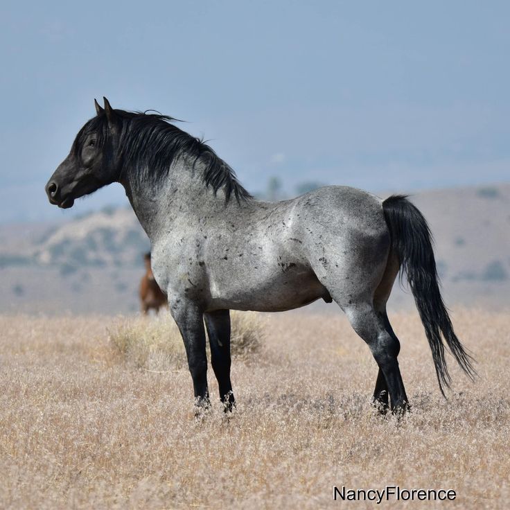 a black and white horse standing in the middle of a dry grass field with other horses behind it