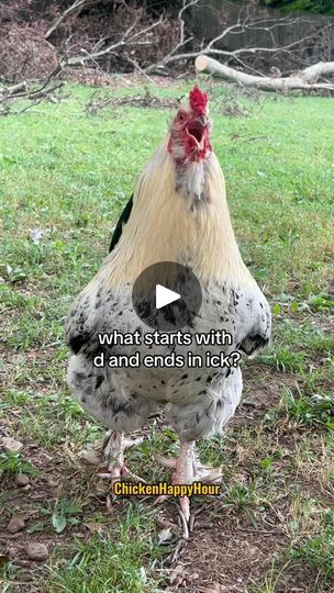 a chicken standing on top of a grass covered field next to a tree with the caption what starts with d and ends in lick?