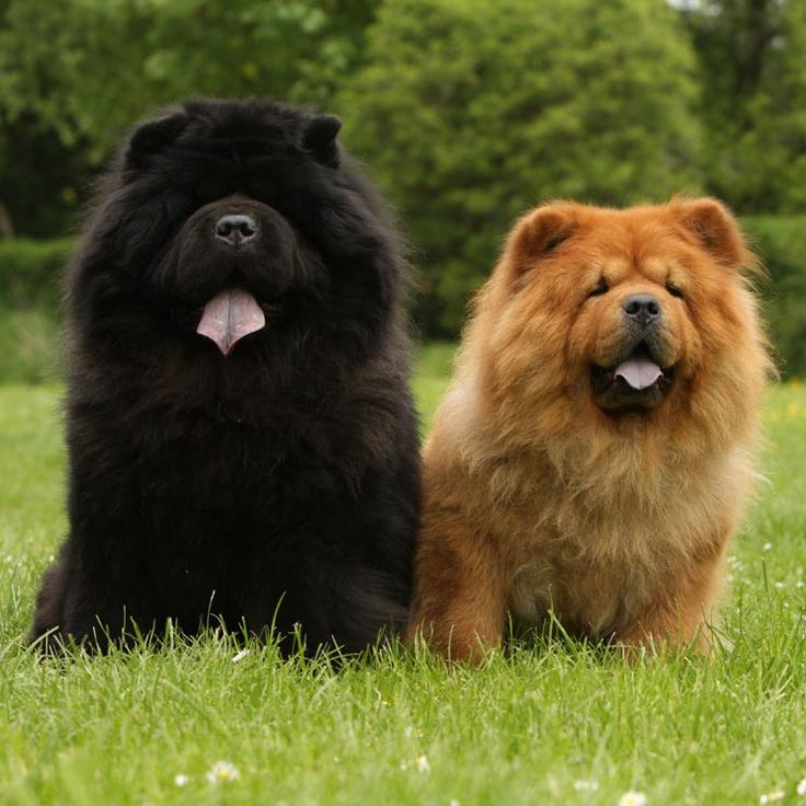 two chow dogs sitting in the grass with their tongue out and one is sticking its tongue out