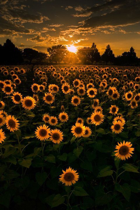 a field full of sunflowers with a sunset in the background and a quote written on it