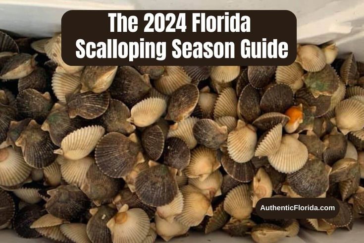 the florida scalloping season guide is open and ready to be picked up