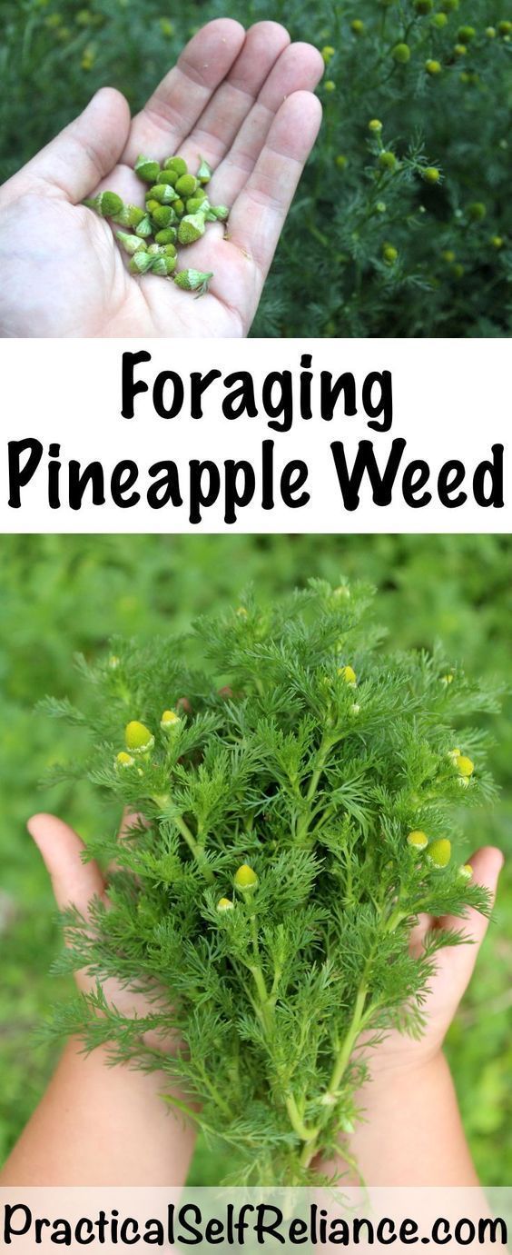 Smartweed Plants, Pacific Northwest Foraging, Medicinal Wild Plants, Medicinal Weeds, Edible Weeds, Garden Vertical, Wild Foraging, Wild Food Foraging, Foraging Recipes