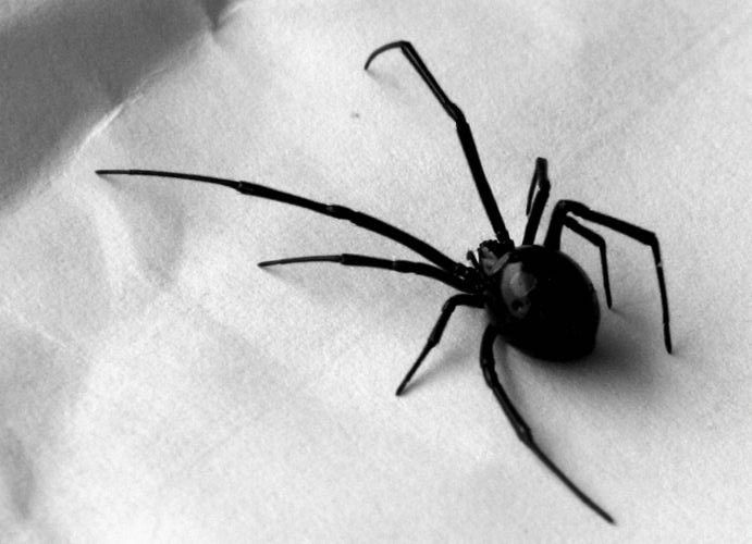 a black spider sitting on top of a white sheet