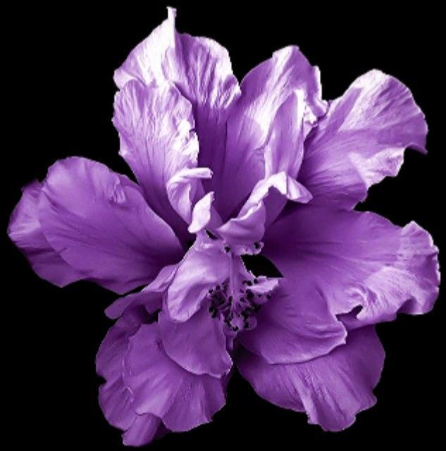 a purple flower is shown on a black background