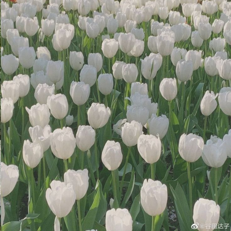 many white tulips are growing in the field