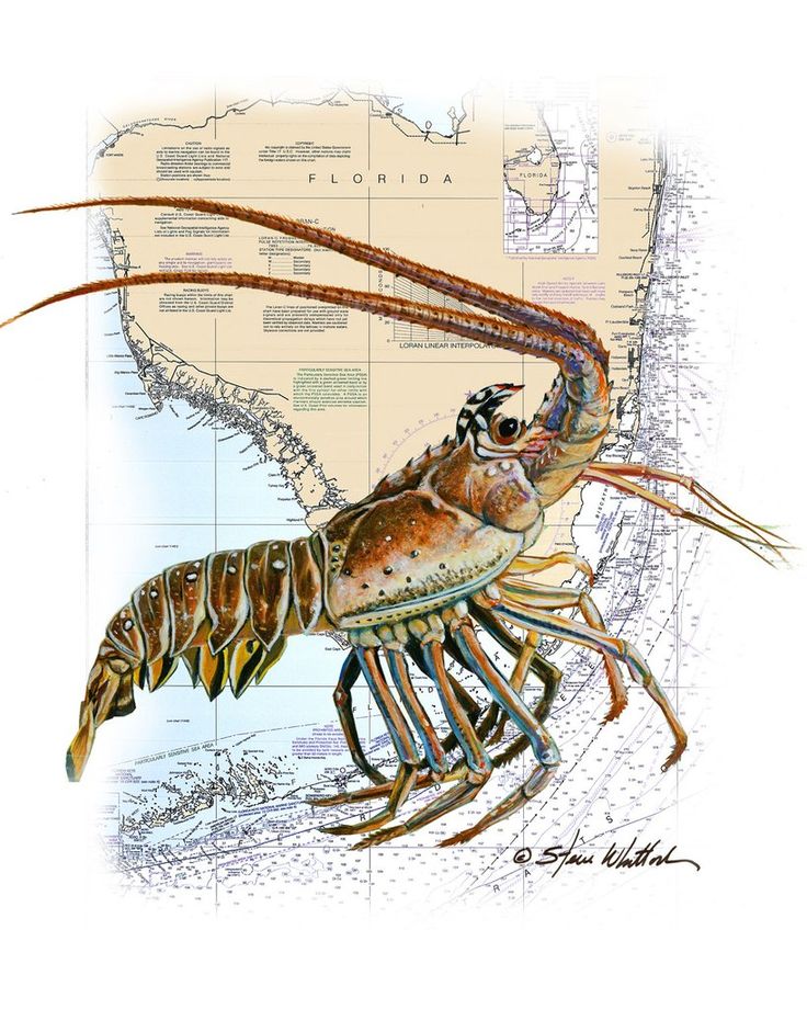 a drawing of a lobster on a map with the caption's name in spanish