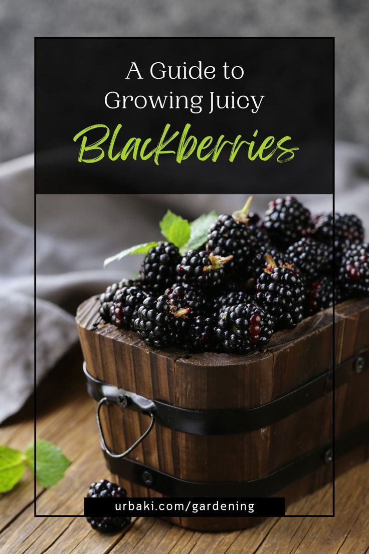 a wooden basket filled with blackberries sitting on top of a table next to green leaves