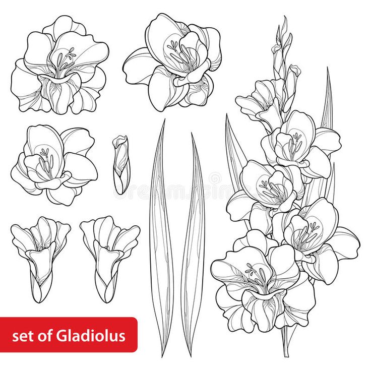 the set of gladiolus flowers on a white background, hand drawn line art