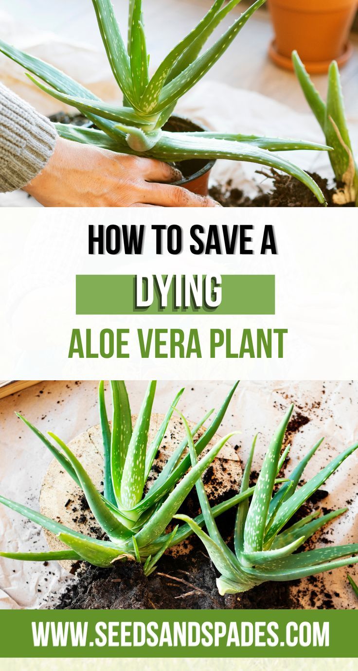 How to save a dying aloe vera plant and bring it back to life Aloe Plant Care, Aloe Vera Plant Indoor, Aloe Care, Growing Aloe Vera, Plant Care Houseplant, Inside Plants, Aloe Vera Plant, Aloe Plant, Growing Plants Indoors