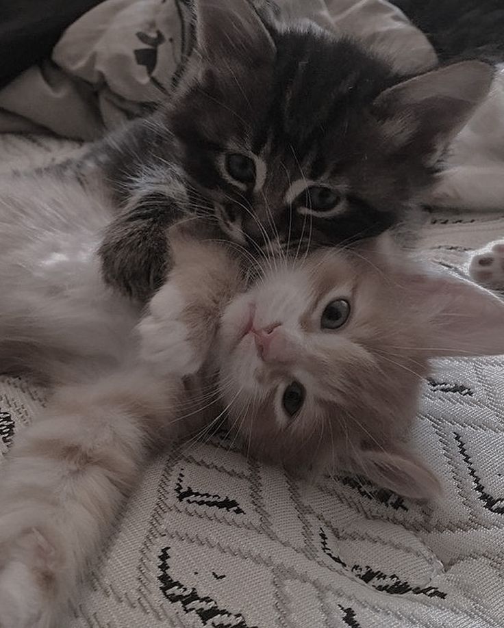 two kittens playing with each other on a bed