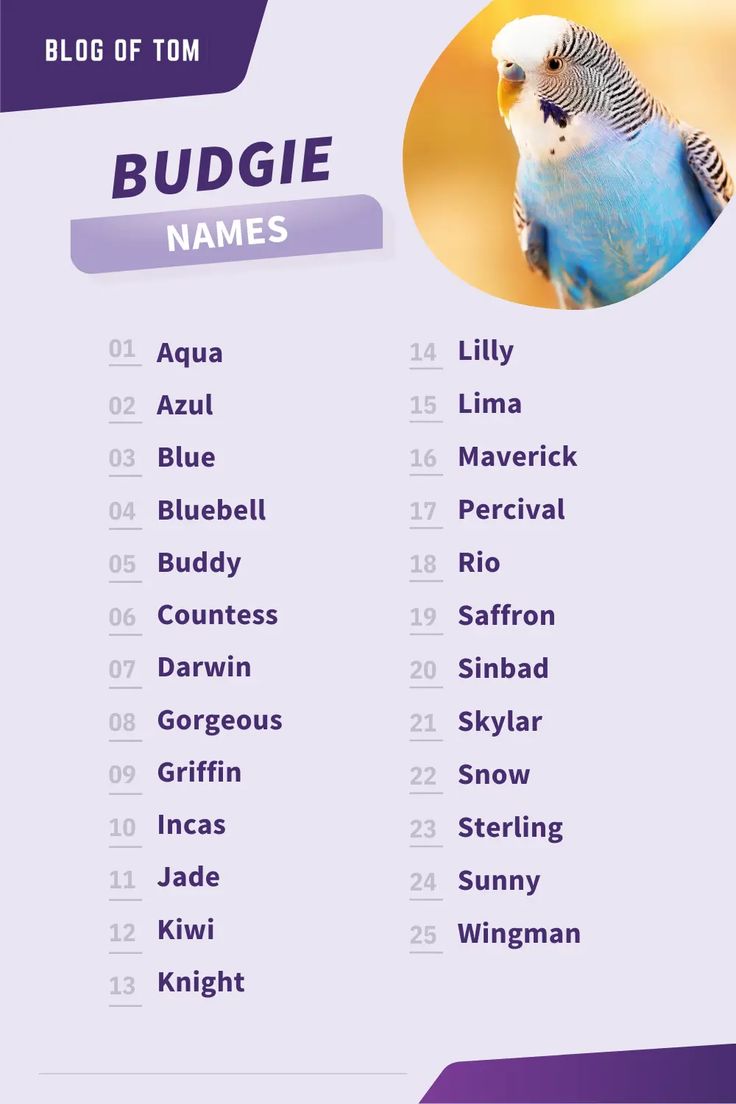 a blue and white budgie bird sitting on top of a purple table with names