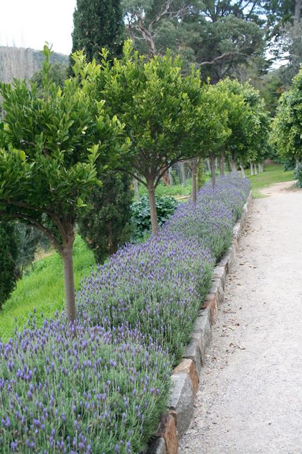 lavender lined up along the side of a dirt road in front of trees and bushes