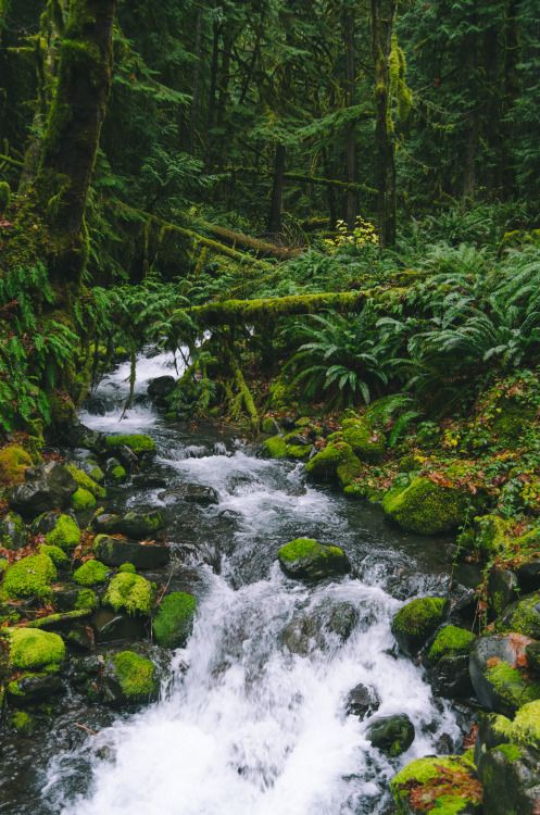 a stream running through a forest filled with green mossy rocks and trees in the background