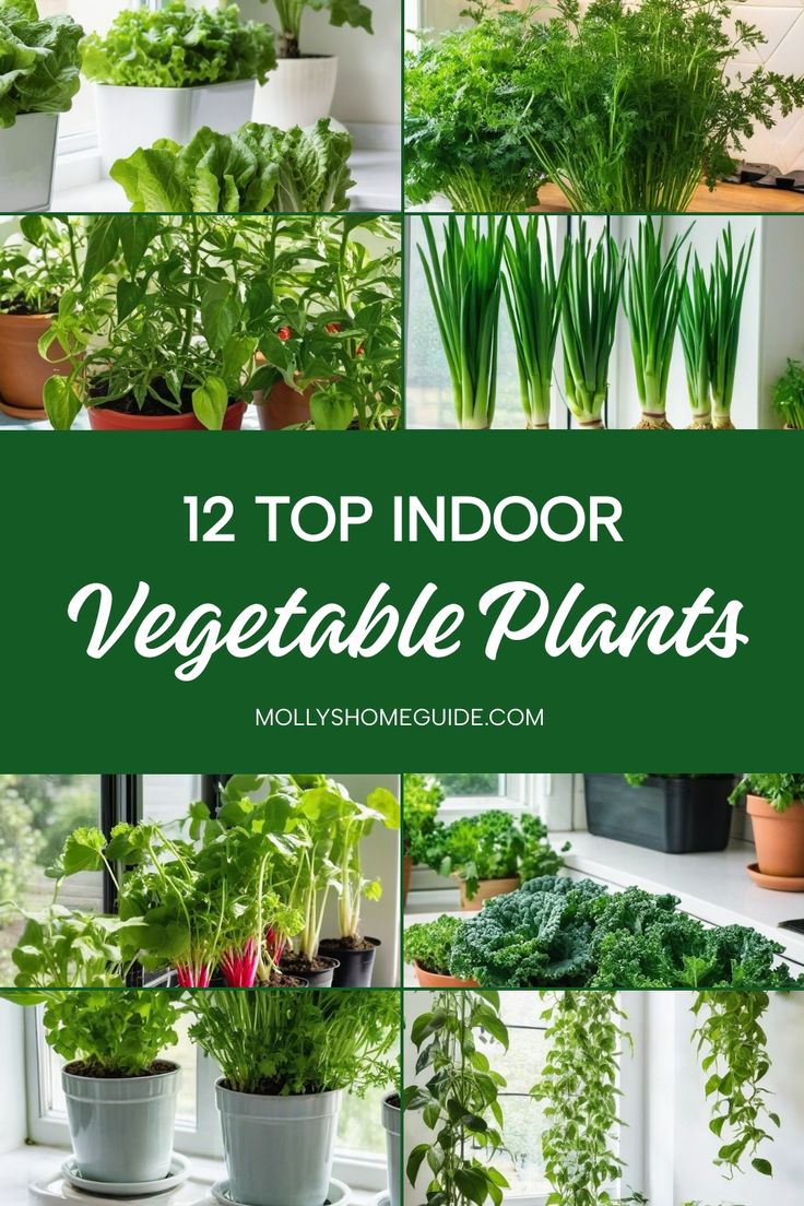 the top indoor vegetable plants that you can grow in your home or garden are easy to grow