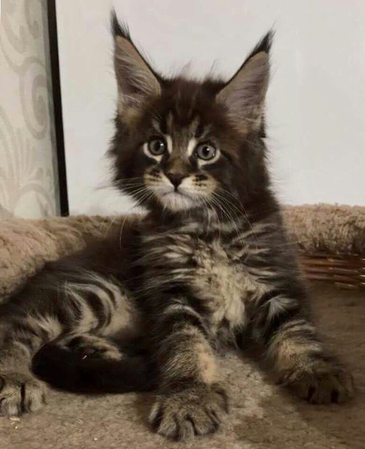 a small kitten laying on top of a bed