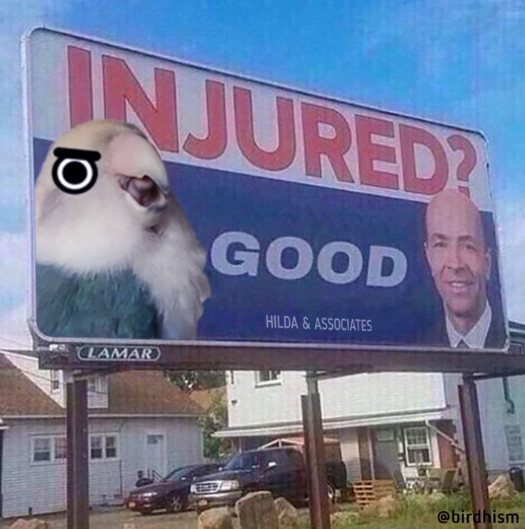 Meme of a parrot on a personal injury attorney billboard that says, "injured? Good!" Birdbox Meme, Birds Aren’t Real, Bird Meme, Bird Memes Funny, Instagram Call, Crow Bird Memes, Parakeet Memes Hilarious, Funny Lol, Bird Care