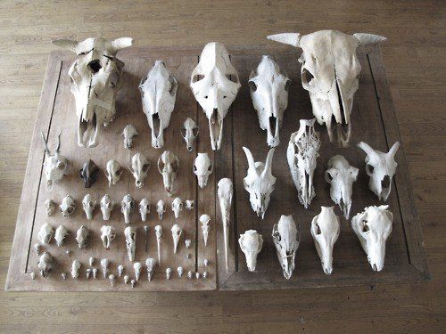 there are many different animal heads and bones on the table, including one that has been cut out