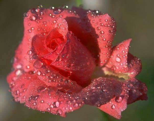 a red rose with water droplets on it