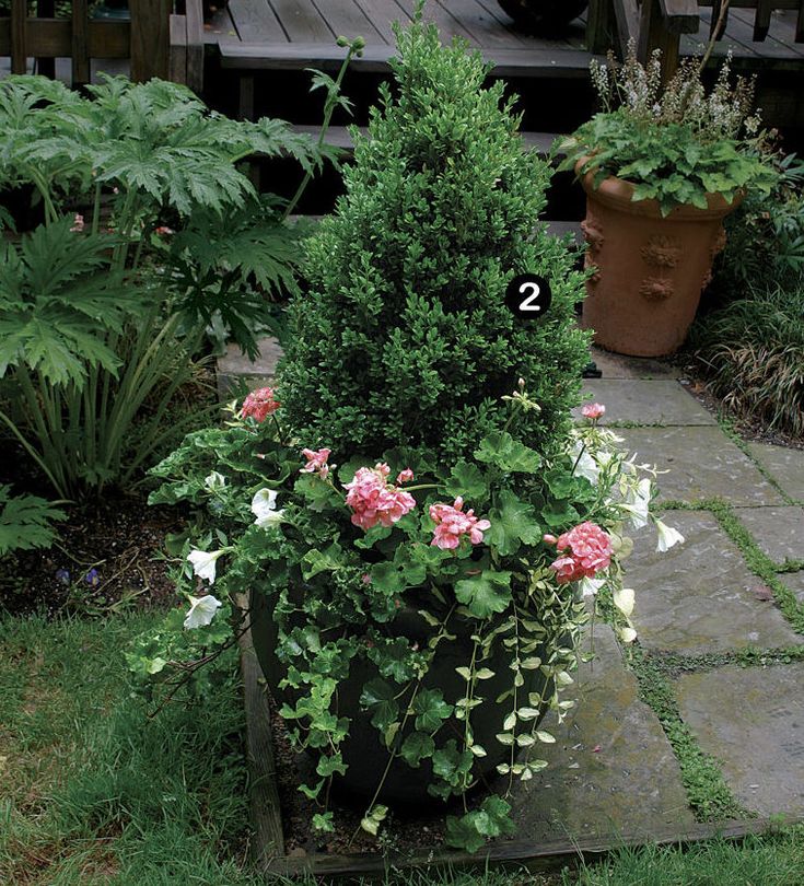 a potted plant with pink and white flowers on the ground next to other plants