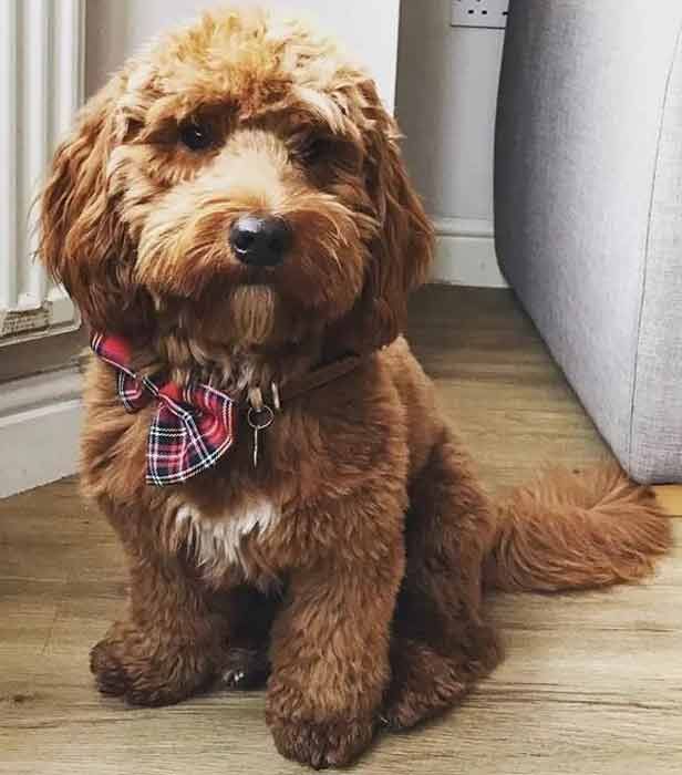 a brown dog sitting on top of a wooden floor next to a radiator