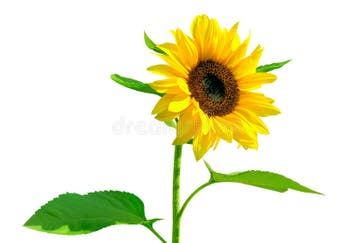 a single sunflower with green leaves on a white background