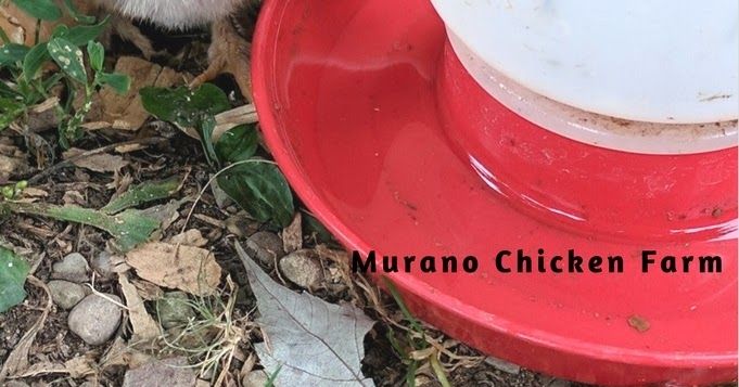 a small dog standing next to a red bowl with food in it's mouth