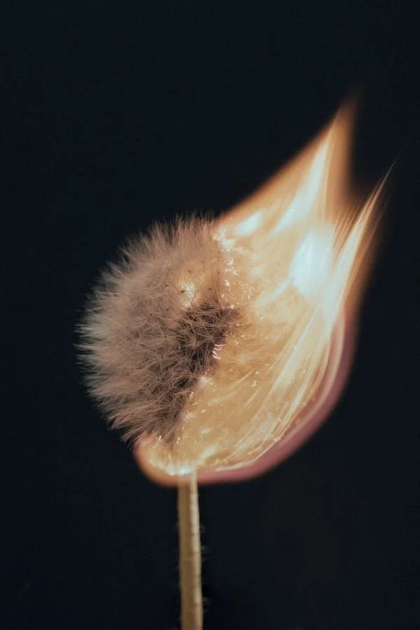 a dandelion flower on a stick with its petals blowing in the wind, against a black background