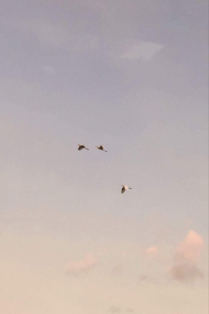 three birds flying in the sky on a cloudy day