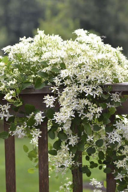 white flowers are growing on the top of a wooden fence with green grass in the background