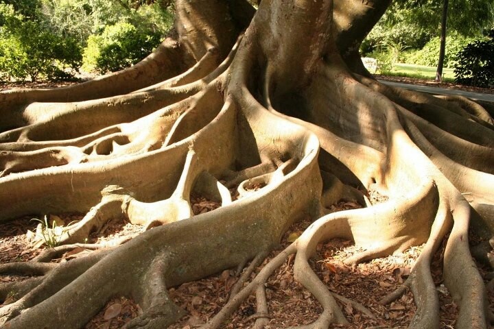 the roots of an old tree are very large