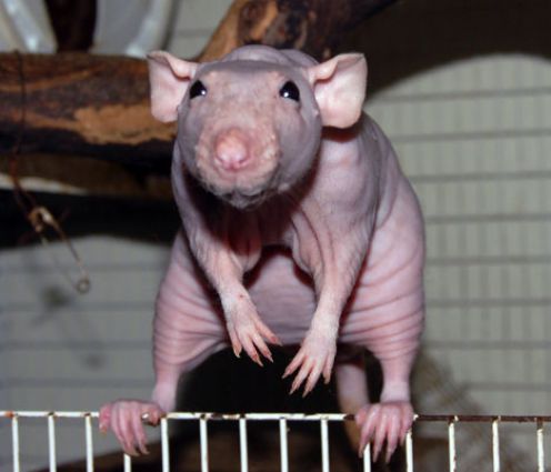 a hairless rat is standing on top of a cage and looking at the camera