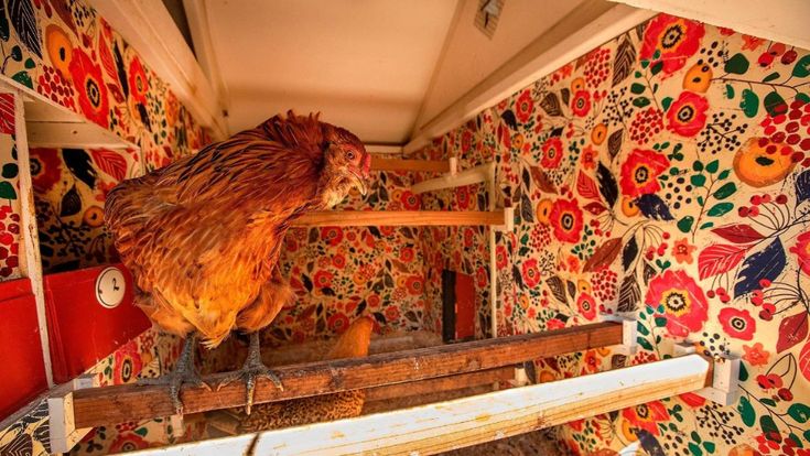 a chicken standing on top of a wooden platform in front of colorful wallpapered walls