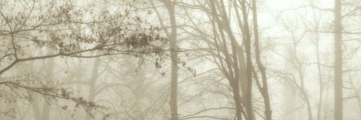 a black and white photo of trees in the fog