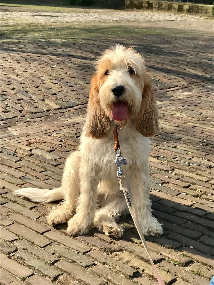 a brown and white dog sitting on top of a brick road