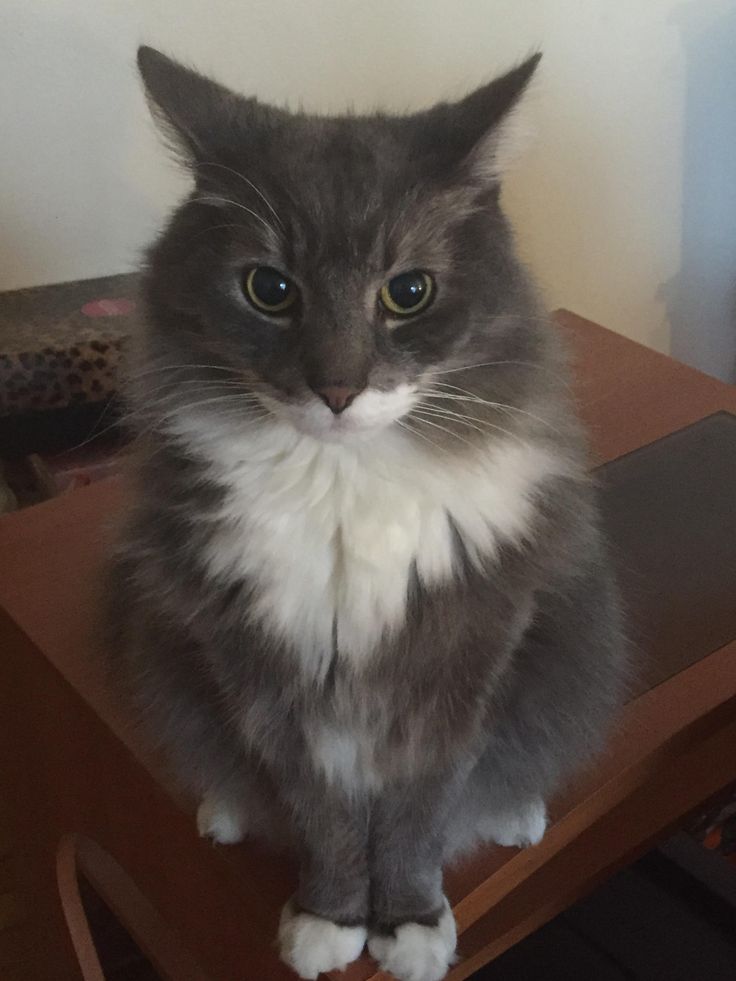 a gray and white cat sitting on top of a wooden table