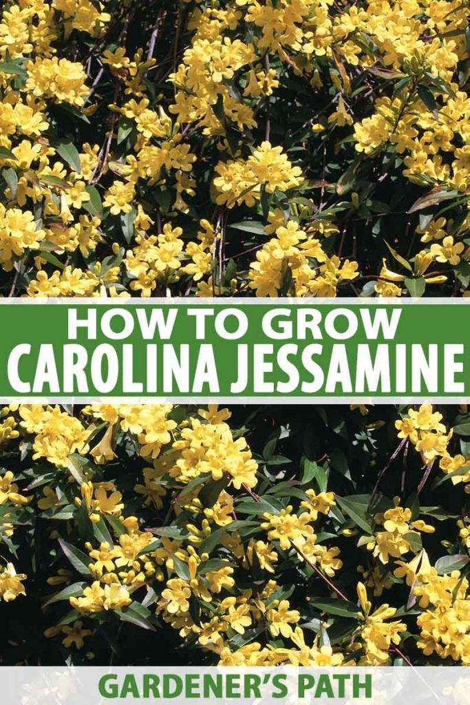 how to grow carolina blossom in the garden with text overlay that reads, how to grow carolina sesame