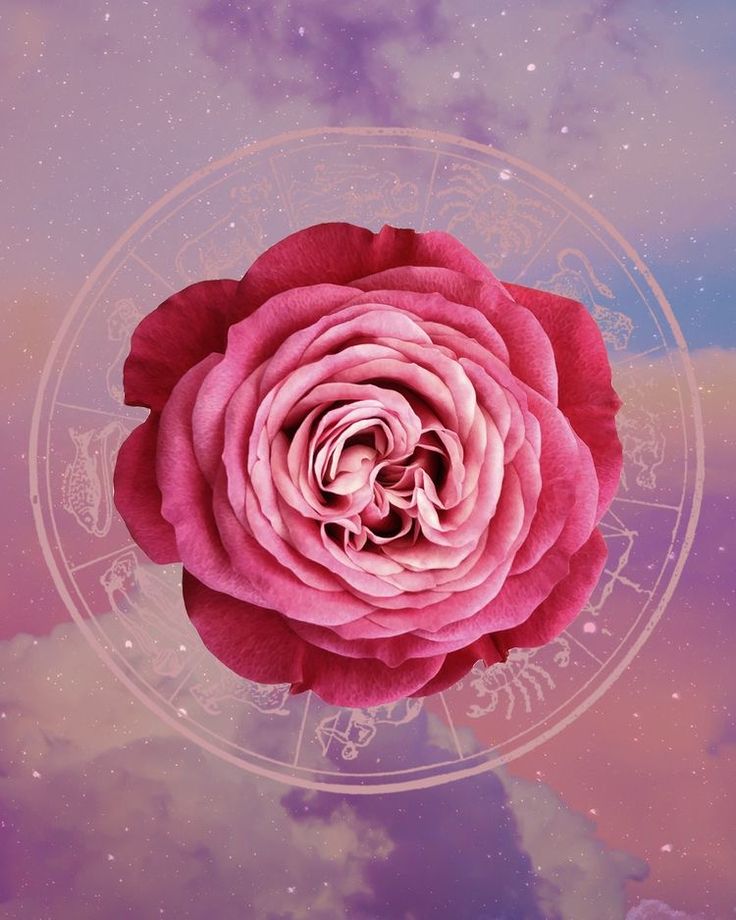 a large pink rose sitting in the middle of a purple and blue sky with stars