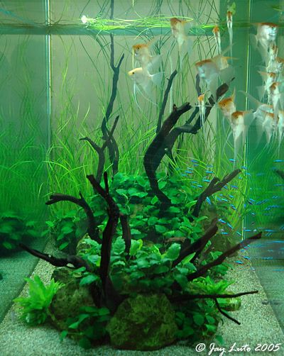 an aquarium filled with lots of green plants and fish