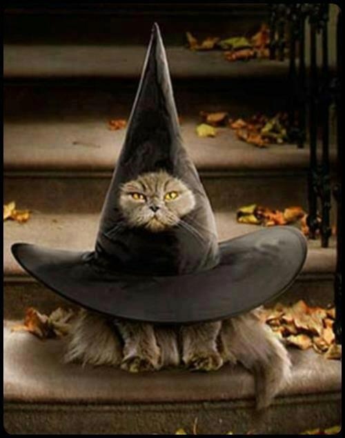 a cat wearing a witches hat sitting on top of stairs with the caption, this isn't even my final form