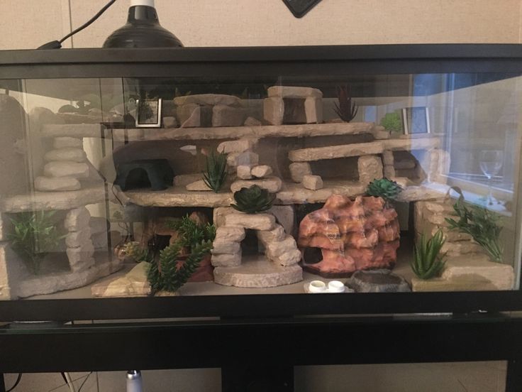 an aquarium with rocks and succulents in the bottom half, on top of a table