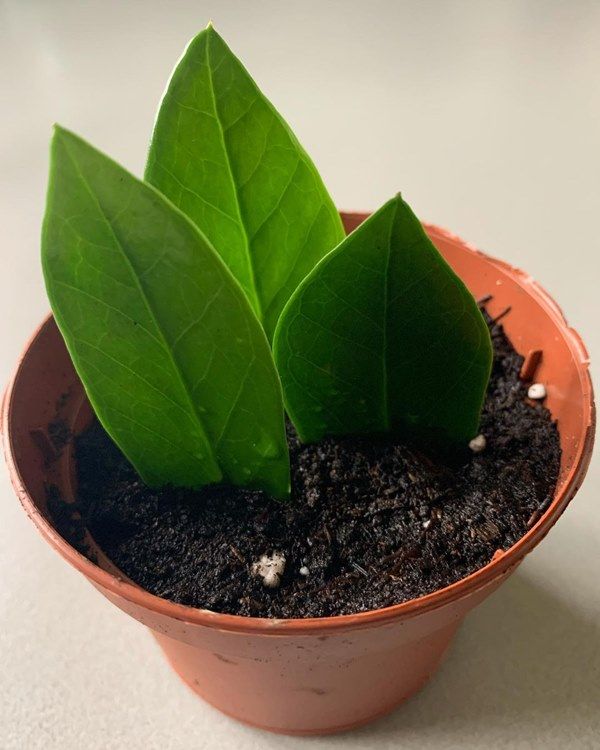 a small potted plant with two green leaves on it's top and dirt in the bottom